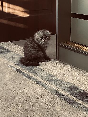 сиамский вислоухий кот: Скотиш Фолд (Шотландская вислоухая), 2 месяца, Девочка, Серебристая шиншилла, Приучена к лотку — 7