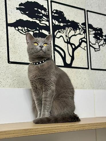 вислоухий кот: Русская голубая, Самка — 2