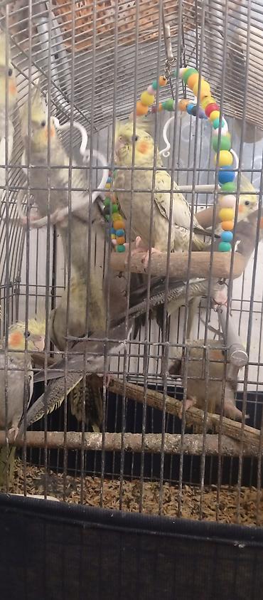 heyvanlar quslar: Korella tutuquşu (cockatiel) – müxtəlif rənglərdə. sağlam quşlardır — 2