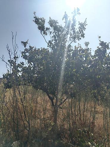 bine atciliq satilan evler: 5 otaqlı, 180 kv. m, Təmirsiz — 9