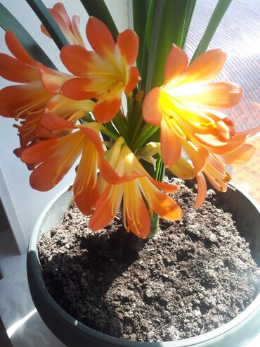 Другие комнатные растения: Кливия оранжевая
очень красивый цветок