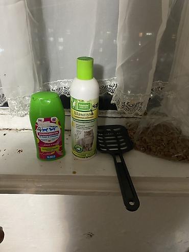 Продажа кошек: Шотландская вислоухая кошка (Scottish Fold), окрас голубой. Вместе — 7