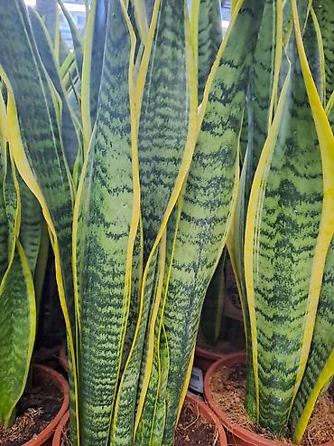 Ostale kućne biljke: Filadendron, velika biljka sa prve slike je 1000, Chlorophytum sa — 11