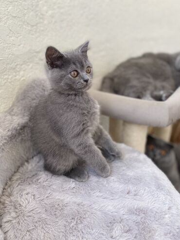 Pişiklər: Şotland, Dişi, Erkək, Ünvandan götürmə — 11