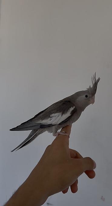 корелла: Sultan papuqayı (cockatiel) təqdim olunur. Şəkillərdə boz rəng — 1
