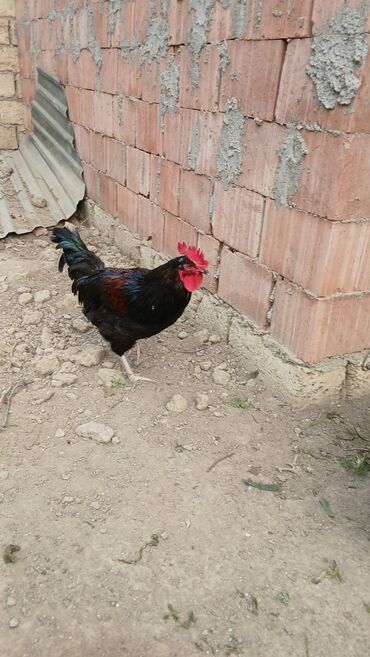 Xoruzlar: Sort xoruzlardır qarışıqda var sortlarda var 10 aylıqdı. Real almaq -da lalafo.az — 8 Xoruzlar: Sort xoruzlardır qarışıqda var sortlarda var 10 aylıqdı. Real almaq — 8