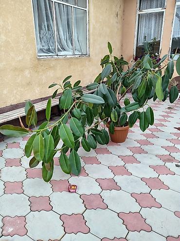 Фикустар: Фикус эластика (каучуконосный) в горшке - Крупное комнатное растение — 2
