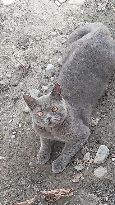 сколько стоят шотландские кошки: Для Вязки!!! Шотландский кот (короткошёрстный тип) серого (голубого) — 3