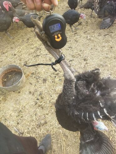 Индюки: Продаю | Индюк (самец) | Полукровка | На забой | Племенные — 11