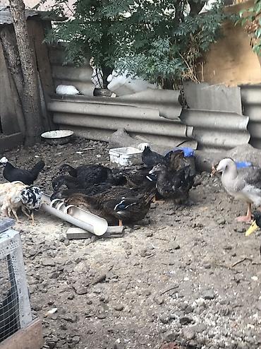 qaz farm: Aq rengde olan. Ayzberq. Deyilen Ruan satilir. 9 ayliq tek xoruzdu — 6