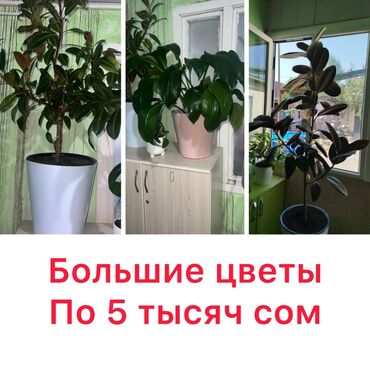 продаю комнатные растения: Предлагаются крупные комнатные растения, которые станут прекрасным