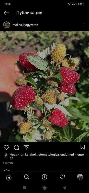 Малина: Малина Оптом, Бесплатная доставка, Самовывоз — 13