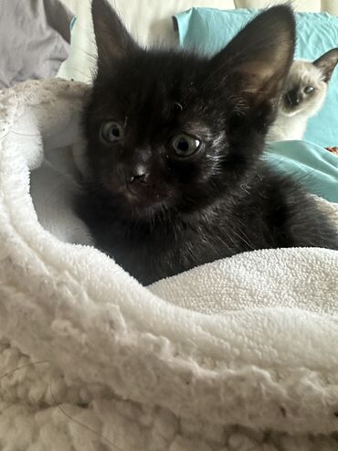 где можно купить шотландского вислоухого котенка: Кошка даром: Беспородная, 3 месяца, Мальчик, Метис