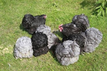 продам птицу: Продаю Цыплят суточных карликовых кохинхинов Читайте внимательно