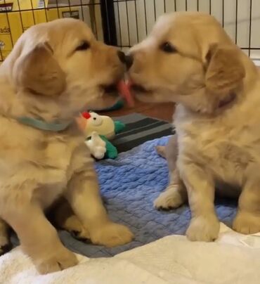 İtlər: Labrador-retriver, 1 ay, Dişi — 9