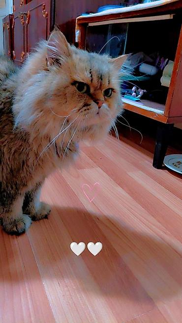 Продажа кошек: Сибирская, 2 года, Мальчик, Золотая шиншилла, Приучена к лотку, Проглистована, С прививками — 17