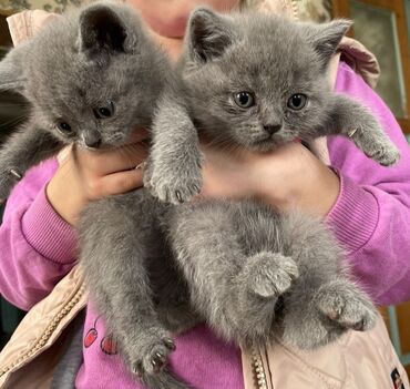 Коты: Шотландские котята . Продаю шотландских котят ( страйт) классического