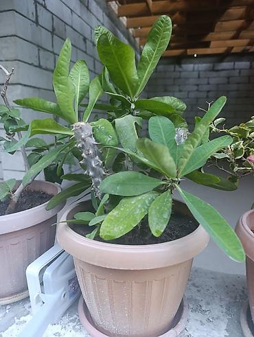 Молочаи: Комнатное растение «Молочай Милла» (Euphorbia milii, «Корона Христа») — 6