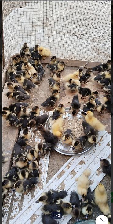 ördək balası və cücə: 10 gunluk lal ördək balalır vatsap 0773946414 — 1