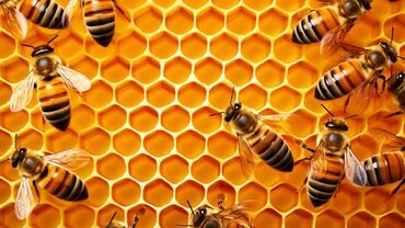 селхоз животные: Продаю пчёл 4500