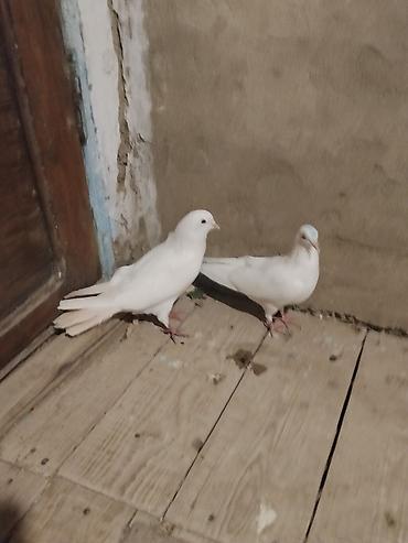 Голуби: Ağ rəngli ev göyərçinləri cütü - Rəng: tam ağ (birinin başında açıq — 1