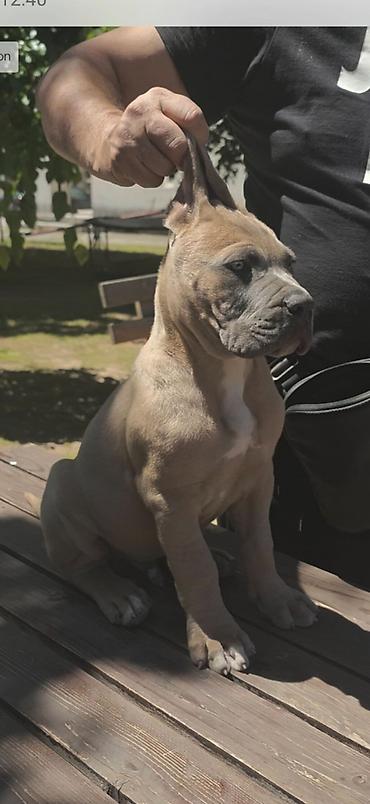 lepi psi: Odgajivačnica Cane Corso Magnum Imperium nudi na prodaju prelepe — 4