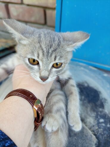 где можно купить шотландского вислоухого котенка: Кошка даром: Беспородная, 2 месяца, Девочка, Проглистована