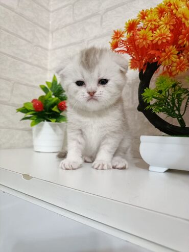 Pişiklər: Cins Paroda pişikləri. Şotland, Britan, Pers. Rəngləri də cür bə cür -da lalafo.az — 6 Pişiklər: Cins Paroda pişikləri. Şotland, Britan, Pers. Rəngləri də cür bə cür — 6