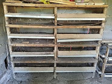 Типография үчүн жабдуулар: Бодоно багуу учун клеткалар сатылат — 3