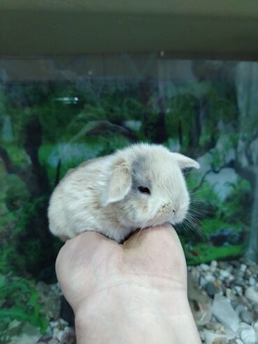 Dovşanlar: Karlik dovsan lar var satisda Vatsapda aktivdi Dovsan ayit Qefes de — 10