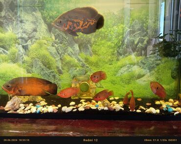 Akvariumlar: Продается!!! аквариум 80л в хорошем состоянии. с рыбами вместе за 150м