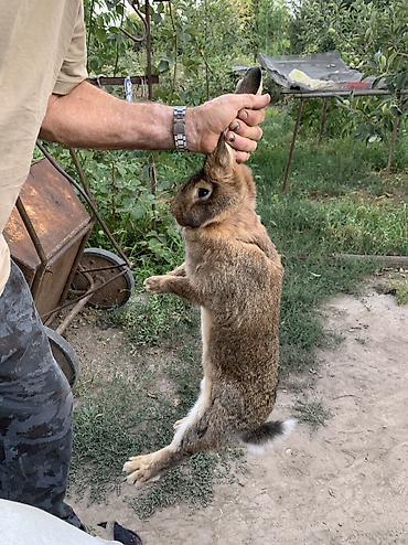 кролик фландыр: Продаю | Крольчиха (самка) | Для разведения — 2