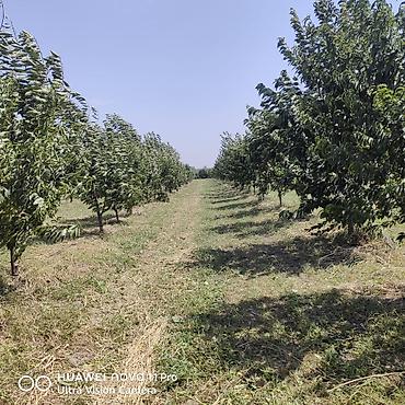 berde kiraye evler: 270 sot, Kənd təsərrüfatı, Mülkiyyətçi, Kupça (Çıxarış) — 9