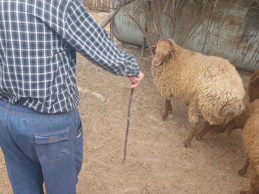 Qoyunlar, qoçlar: Qoyunlar – yerli ətlik/yunluq sürü - Şəkillərdə bir neçə baş yerli — 7