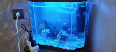 купить аквариум в баку: Akvarium baliqsiz işıq motor termometr hər bir şeyi var