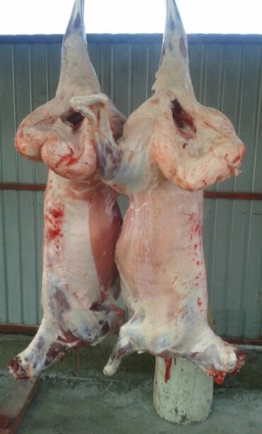 баранина цена бишкек: Мясо баранина оптомсвежая,и чистая из нарына .% адал