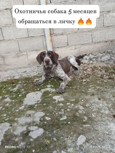 собака чихуахуа сколько стоит: 5 айлык, Эркек