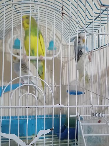 kakadu quşu: 3 ayliq tut qusu balalari denesi 10 manat unvan Nardaran — 2