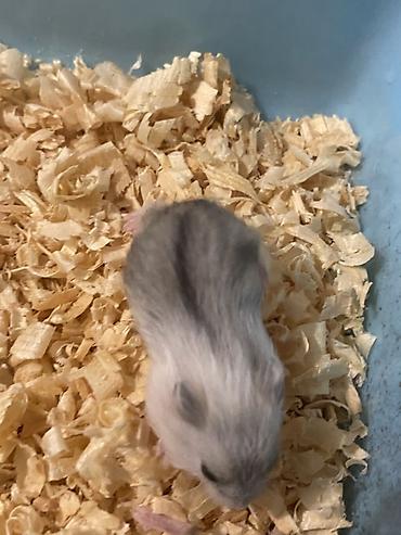 Gəmiricilər: Dwarf hamsterlər – ev heyvanı - Cırtdan/dwarf hamsterlər (bir neçə -da lalafo.az — 8 Gəmiricilər: Dwarf hamsterlər – ev heyvanı - Cırtdan/dwarf hamsterlər (bir neçə — 8