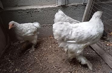 брамо: Продаю | Куры | Брама | Для разведения — 2