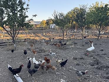 Beçələr satılır. Qiyməti 13 manat Ünvan: Şəki Göybulaq kəndi - lalafo.az -da Beçələr satılır. Qiyməti 13 manat Ünvan: Şəki Göybulaq kəndi -