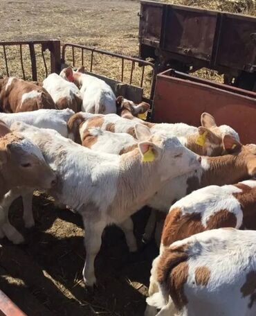продажа домашних животных: Продам бычки телята ангус сементал герефорд ауликоль голштейн