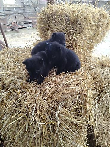 İtlər: Nemes afçarka sı 2 ədəd erkək — 3