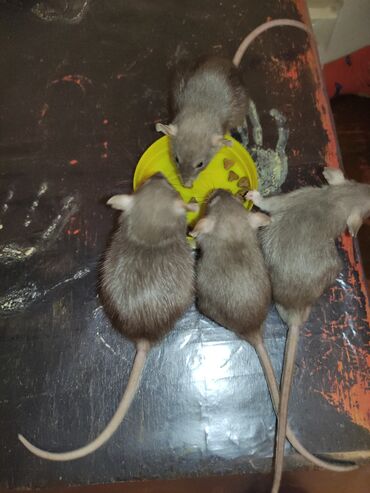Крысы: Продаются крысята только в хорошие руки!!!!серо-шоколадного окраса