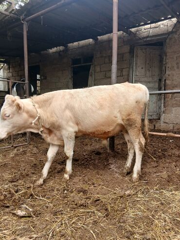 Inəklər, öküzlər: Dişi, il: 3, 3 kq, Damazlıq, Ünvandan götürmə — 24