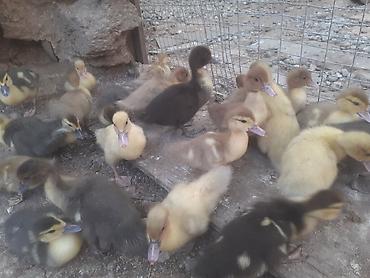 16 dene 2 hefdelik 6 manat. 7 dene bir hefdelik 4 man. 055 880. 85