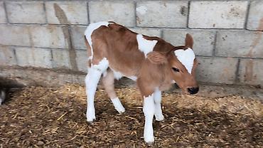 Коровы, быки: Продаю | Бык (самец) | Симментальская | Для разведения — 17