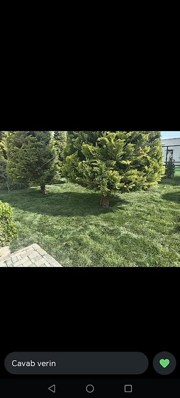 təbii qazon: Peçat (ruletka) biçimli hazır qazon və landşaft işləri - Hazır — 3