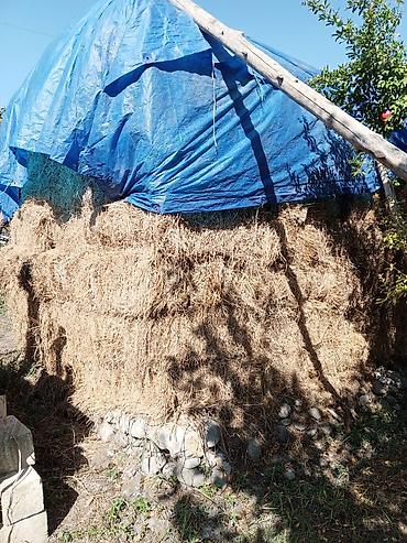 betta baligi satis: 250 ədəd ot Presi qiyməti 4 manat 1 lapet açıq ot 200 manat — 4