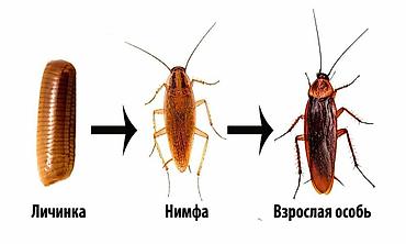 Дезинфекция, дезинсекция: Дезинфекция, дезинсекция, | Тараканы, | Транспорт, Офисы, Квартиры — 9